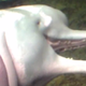 Illustration for article titled This is a video of a dolphin masturbating with a decapitated fish